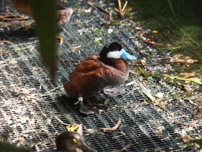 [The duck stands on grating near water. It has a light-blue bill, a head which is white on the bottom half and black on the top half, and the rest of the body including its webbed feet are brown.]